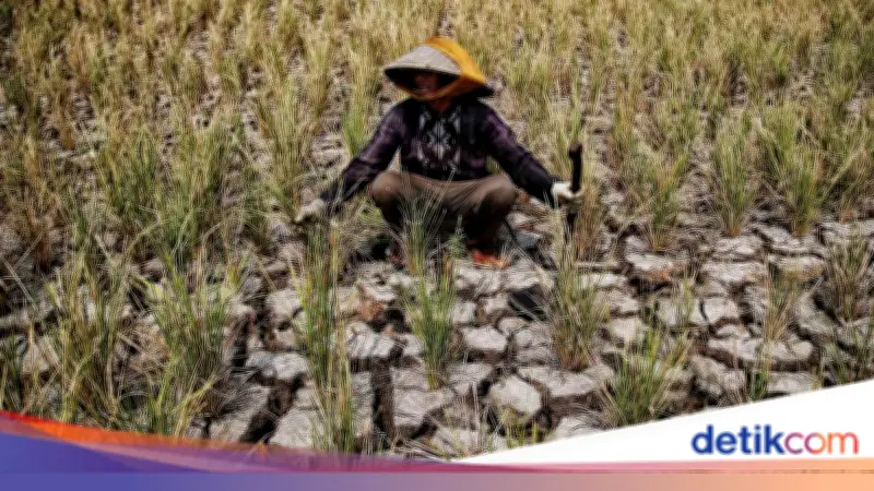 El Nino 'Godzilla' dan IOD Positif Diprediksi Landa Indonesia April-Oktober 2026