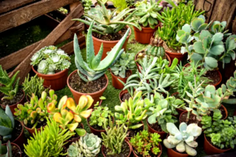 Enam Tips Ampuh Merawat Tanaman Sukulen di Rumah untuk Pemula