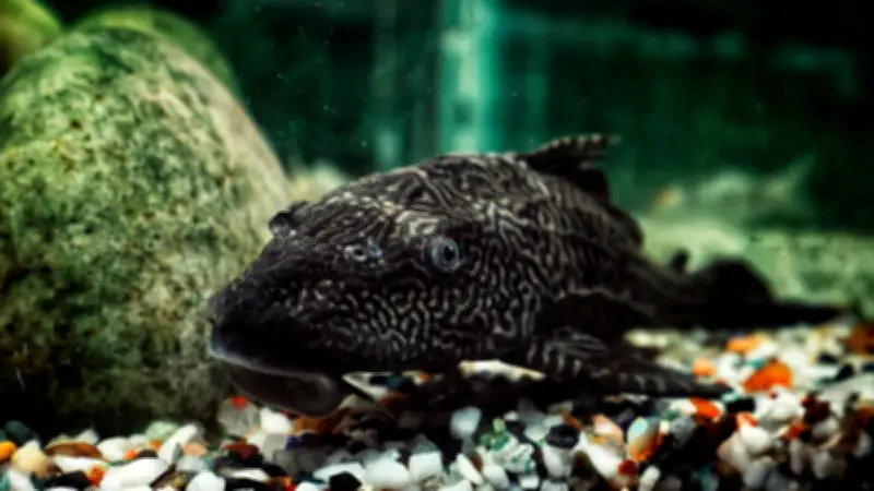 Fakta Ikan Sapu-Sapu: Daya Tahan Tinggi dan Sulit Mati di Lingkungan Ekstrem