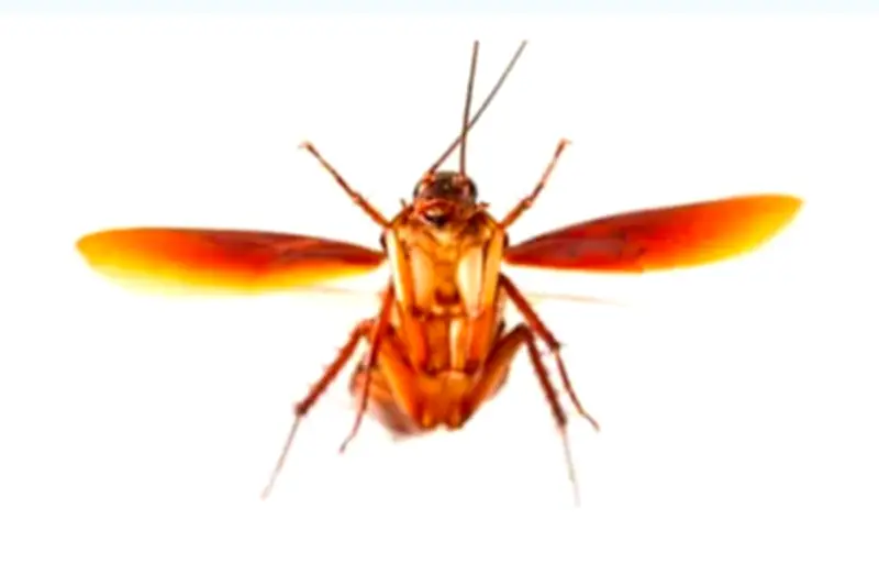 Fakta Ilmiah di Balik Kecoa Terbang yang Seolah Menyerang Wajah Manusia