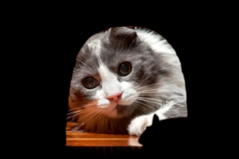 Fakta Mengejutkan: Kucing Bukan Solusi Terbaik Usir Tikus dari Rumah