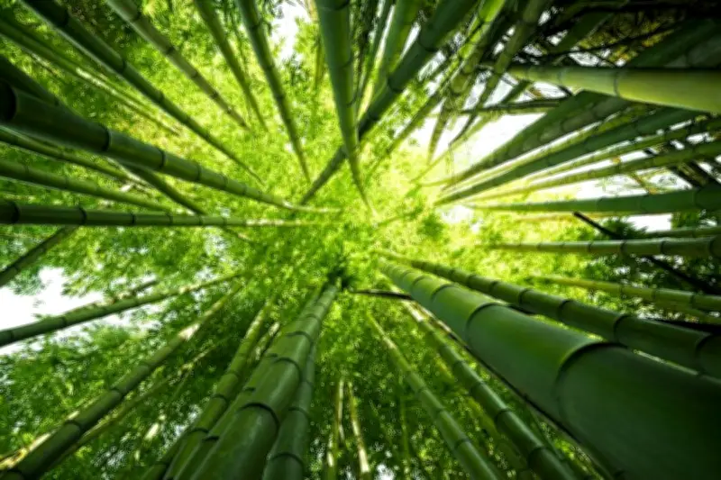 Fenomena Bambu Bangkit Kembali: Mistis atau Logika Alam?