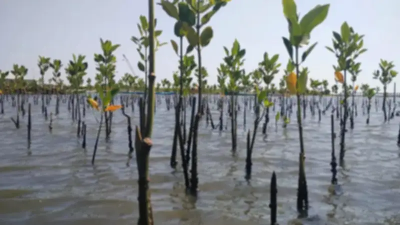 Hari Bumi Sedunia: 1.150 Bibit Mangrove Ditanam di Teluk Benoa Bali untuk Pelestarian Lingkungan