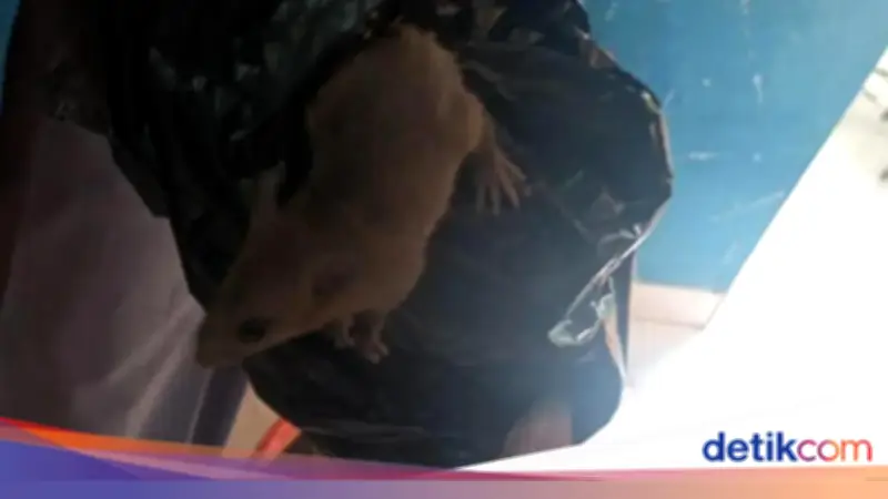 Heboh di SMKN 8 Semarang: Tikus Keluar dari Boks Makan Bergizi Gratis (MBG)