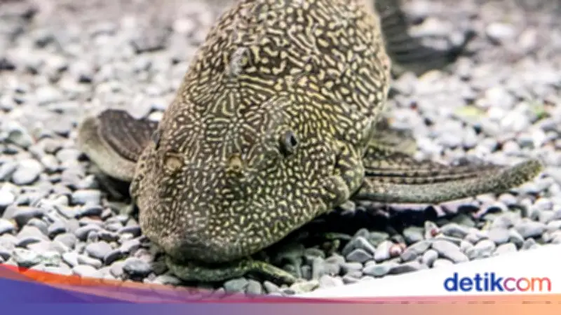 Ikan Sapu-sapu Dibasmi, Ini Daftar 75 Ikan yang Dianggap Merugikan Ekosistem