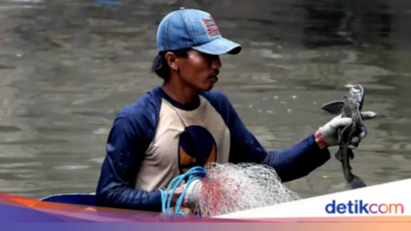 Ikan Sapu-sapu Diburu Massal di Jakarta untuk Selamatkan Ekosistem Sungai