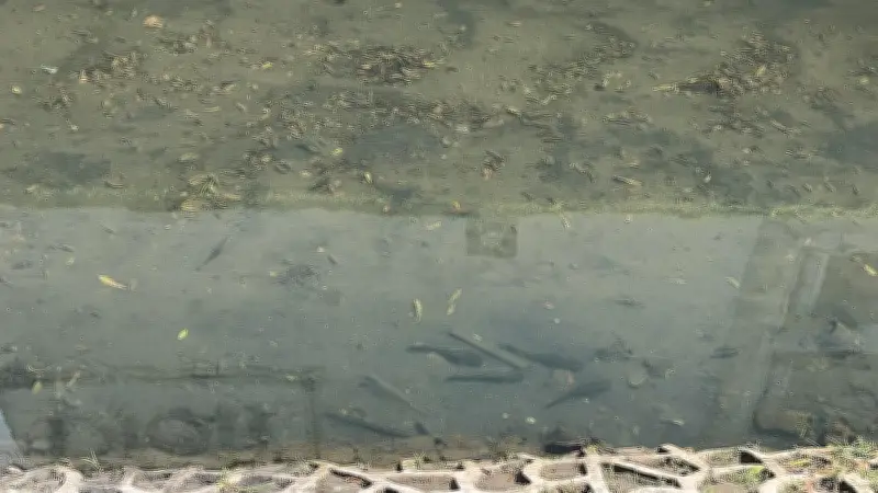 Ikan Sapu-Sapu Masih Mendominasi Kali Cideng di Bundaran HI Setelah Operasi Pembersihan