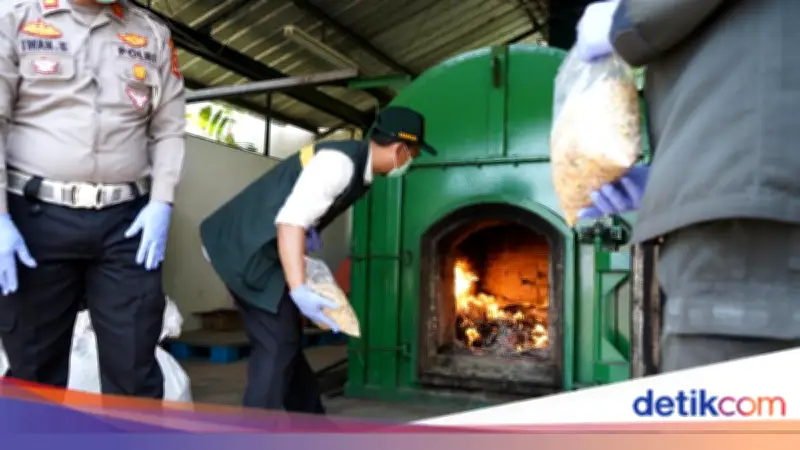 Karantina Banten Musnahkan Gulma Invasif Asal Australia di Gandum Impor