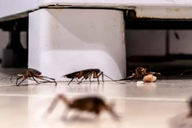 Kecoa di Rumah Bisa Sebabkan Keracunan Makanan hingga Tipes