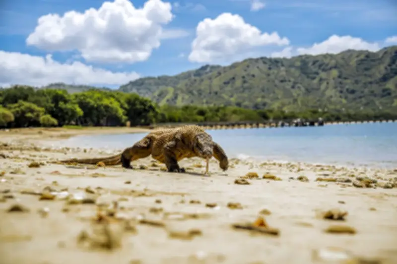 Kemenhut Rencanakan Penempatan Komodo di Kebun Binatang Jepang iZoo
