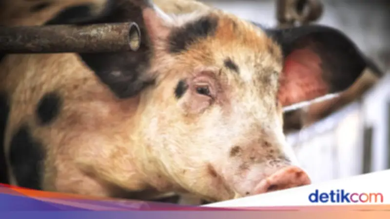 Kilas Balik: AS dan Inggris Hampir Berperang Hanya Karena Seekor Babi