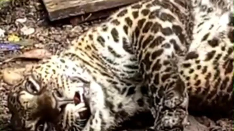 Kondisi Macan Tutul Terjebak Jerat Babi di Gunung Mas Bogor Kini Stabil di Taman Safari