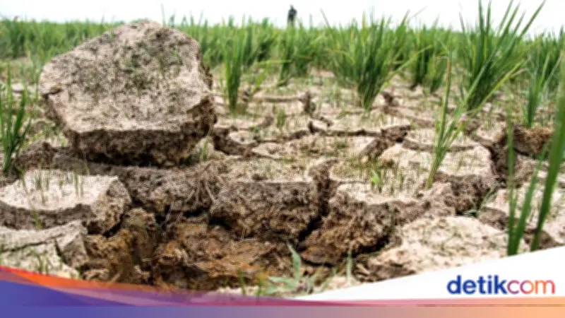 Korut Alami Kekeringan Parah dan Tidak Biasa, Ancaman Pangan Memburuk