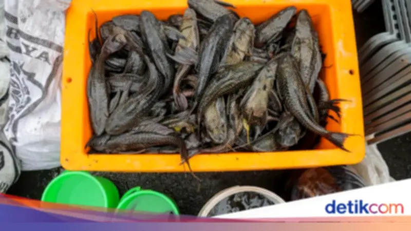 KPKP DKI: Ikan Sapu-sapu Belum Aman Dikonsumsi, Residu Logam Berat Tinggi