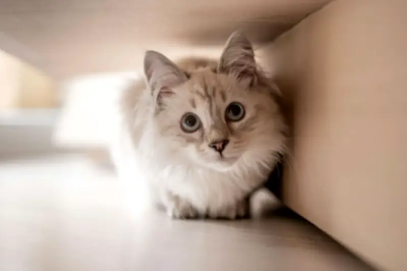 Kucing Bisa Kenali Namanya, Tapi Pilih untuk Tidak Menanggapi