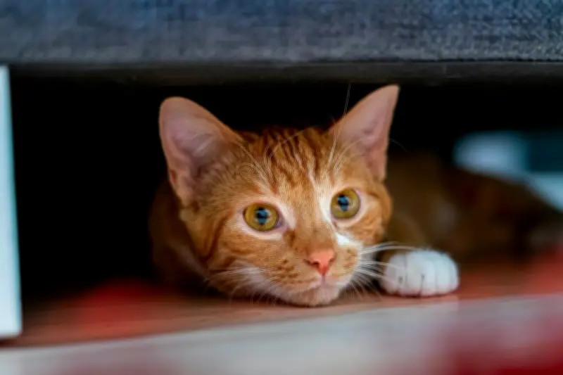 Kucing Tiba-tiba Menggigit Saat Dielus? Ini Penyebabnya