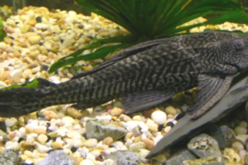 Ledakan Populasi Ikan Sapu-Sapu di Sungai Jakarta Ancam Ekosistem dan Kesehatan