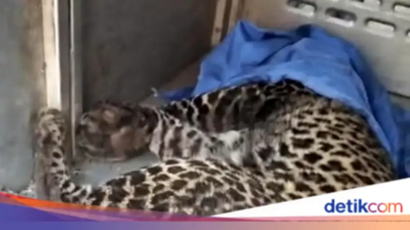 Macan Tutul Terjerat Jebakan Babi di Bogor Berhasil Dievakuasi BKSDA