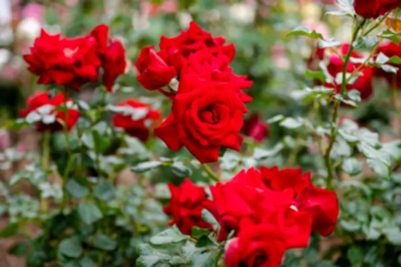 Mawar dalam Pot vs Tanah: Mana yang Lebih Baik untuk Pertumbuhan Subur?