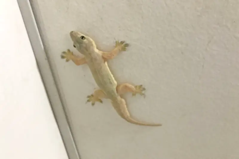 Mengapa Cicak Muncul Saat Cuaca Panas? Ini Penjelasannya