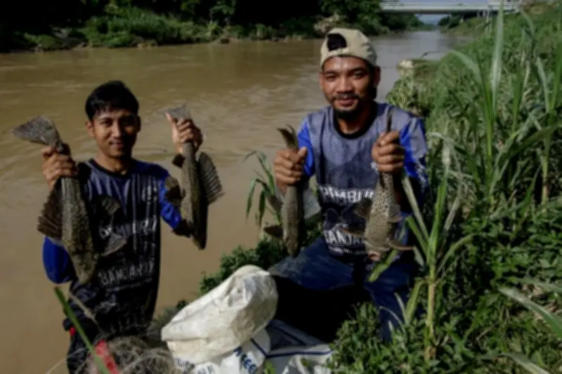 Mengapa Ikan Sapu-Sapu di Amazon Bisa Dimakan, Sedangkan di Ciliwung Tidak?