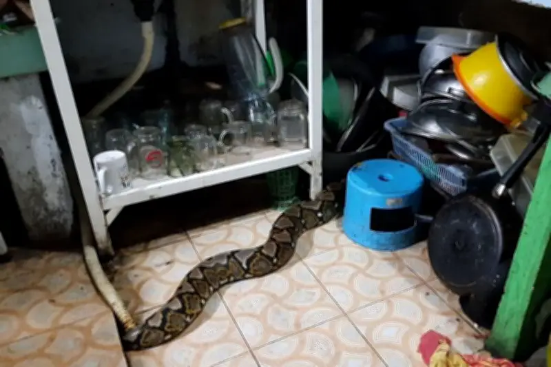 Mengapa Ular Sering Masuk ke Rumah? Ini Penyebab Utamanya