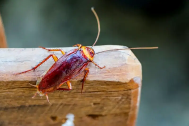Menginjak Kecoak Ternyata Berbahaya, Bisa Sebarkan Penyakit di Rumah