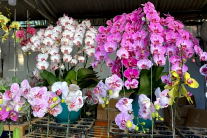 Metode Tanam Anggrek di Air: Solusi Kontrol Kelembapan dan Cegah Busuk Akar