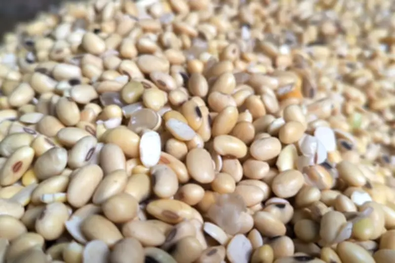 Mitos atau Fakta: Benarkah Konsumsi Kedelai Berbahaya Bagi Hormon? Ini Penjelasannya