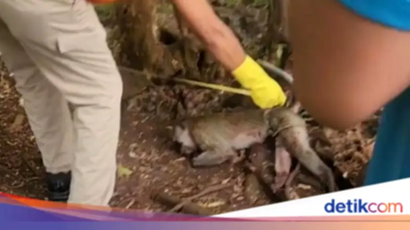 Monyet Peliharaan Serang Balita hingga Tewas di Pamekasan, Pemilik Bunuh Hewan Tersebut