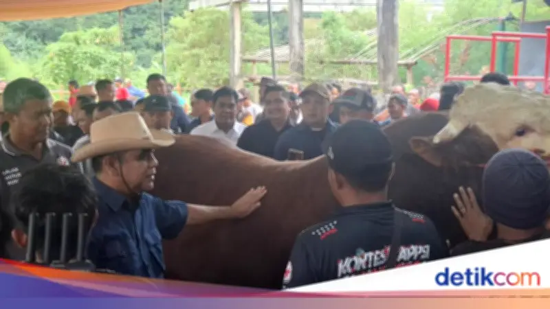 Muzani Buka Kontes Sapi di Wonosobo, Peternak Sumringah Tanda Ekonomi Bergerak