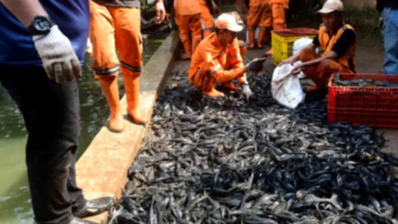 Operasi Sapu-Sapu di Setu Babakan: 3 Ton Ikan Terjaring dalam 3 Jam