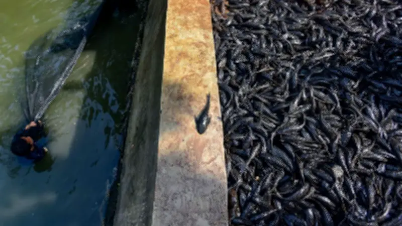 Pakar IPB Sarankan Strategi Terpadu Atasi Ledakan Ikan Sapu-Sapu di Jakarta