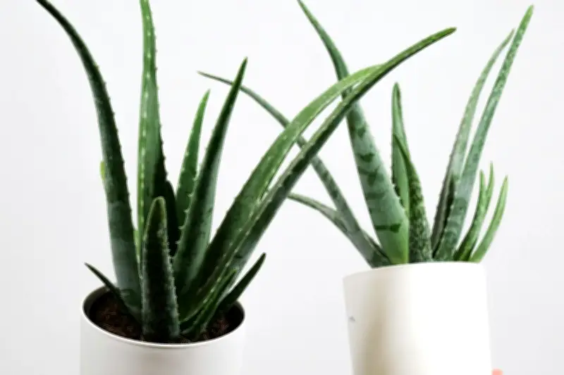 Panduan Repotting Tanaman Hias agar Tumbuh Subur