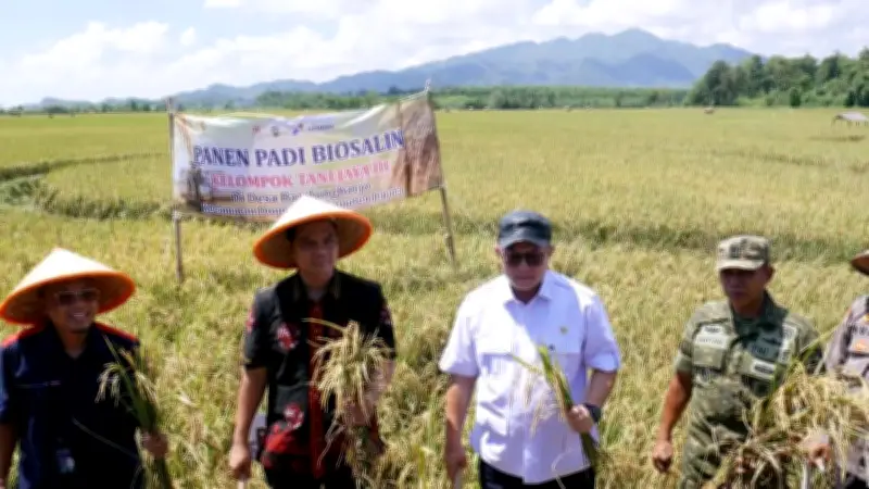 Panen Biosalin Jepara Lampaui Target, Hasilkan 176 Ton Gabah