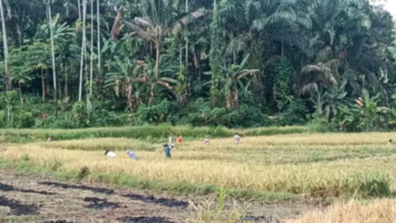 Pasaman Barat Tetapkan 7.275 Hektare Lahan Pertanian Berkelanjutan untuk Ketahanan Pangan