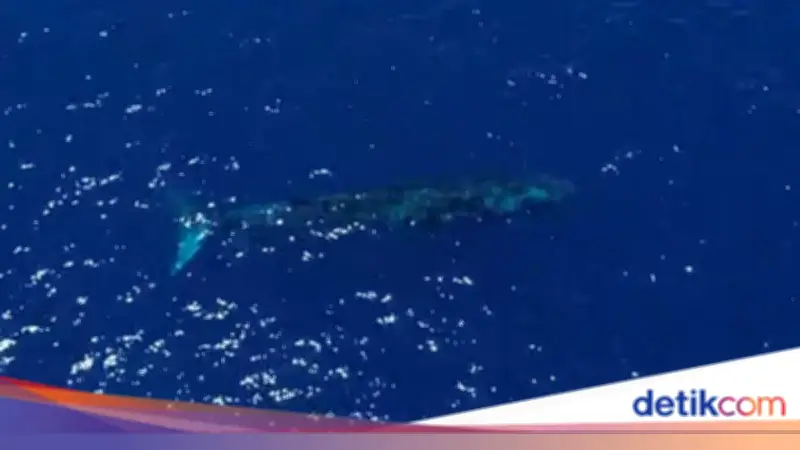 Paus Biru Raksasa 20 Meter Viral di Perairan Gorontalo, Terekam Drone