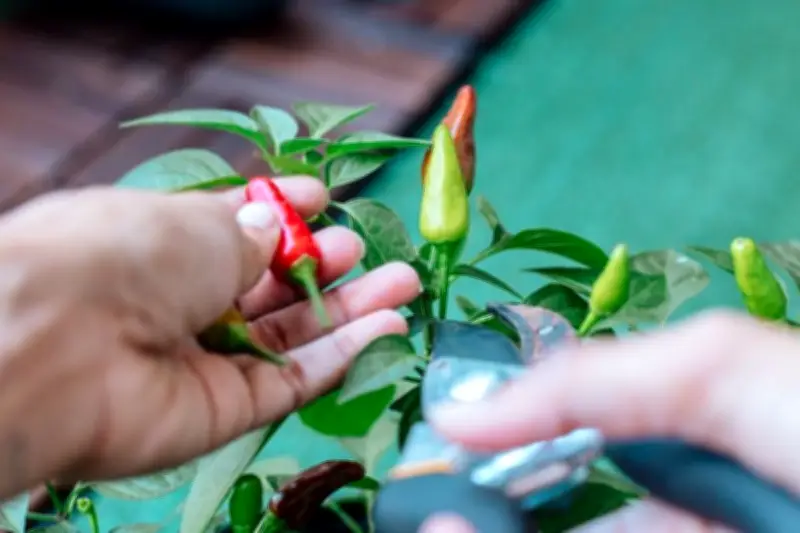 Pekarangan Rumah: Potensi Ekonomi Tersembunyi yang Dikelola Perempuan