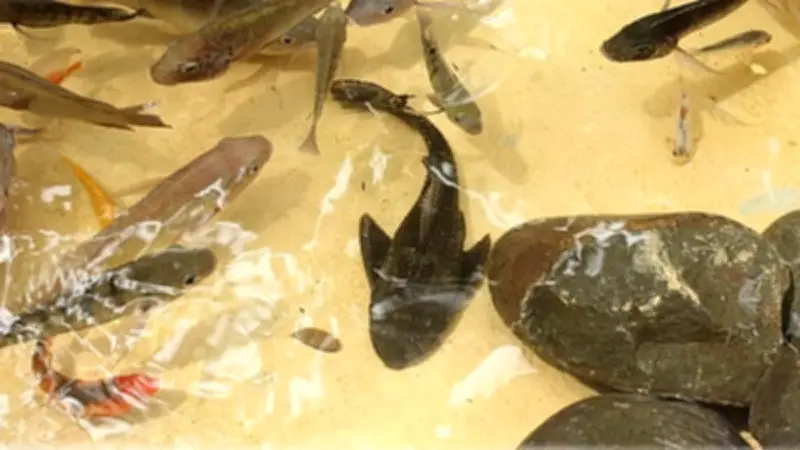 Pemkot Cirebon: Populasi Ikan Sapu-Sapu Terbatas, Belum Perlu Langkah Khusus