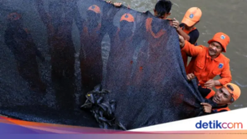 Pemprov DKI Jakarta Basmi 10 Ton Ikan Sapu-sapu, Lima Pria Diamankan