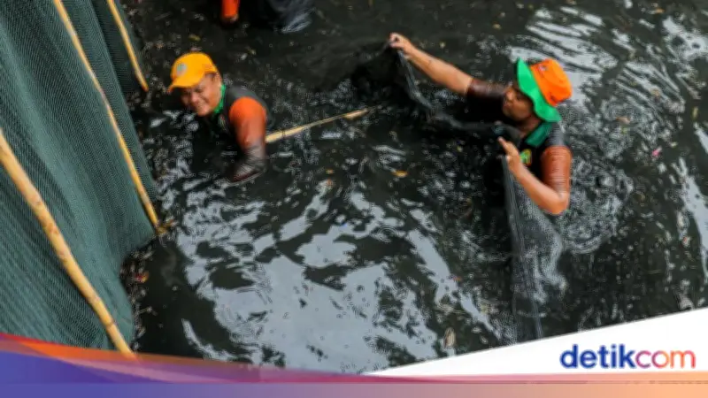 Pemprov DKI Musnahkan 6,9 Ton Ikan Sapu-sapu, Gubernur Peringatkan Bahaya Konsumsi