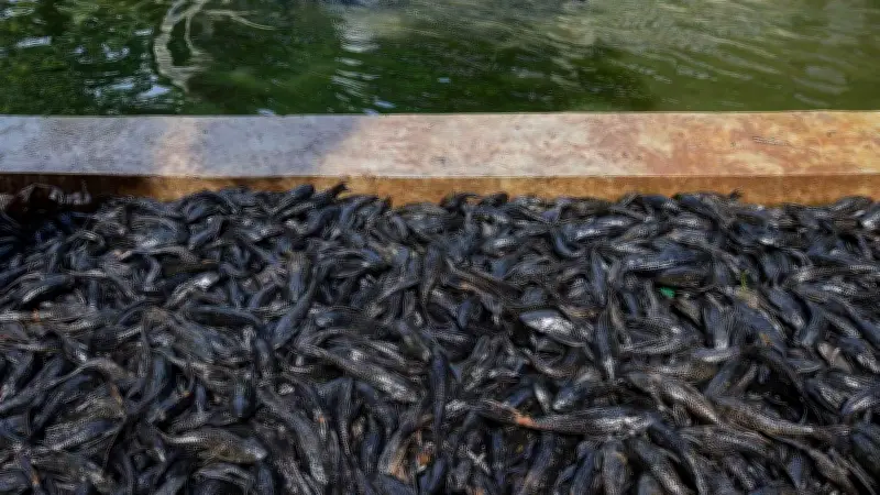 Pemprov DKI Tanggapi Kritik MUI Soal Penguburan Ikan Sapu-Sapu Hidup-Hidup