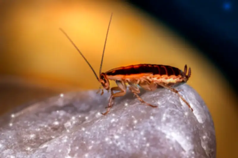 Penyebab Kecoa Masuk Rumah Setelah Hujan Deras dan Cara Mengatasinya