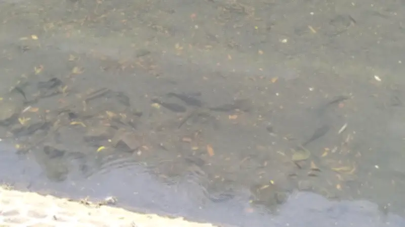 Petugas Basmi 6 Karung Ikan Sapu-Sapu di Kali Dekat Bundaran HI Jakarta