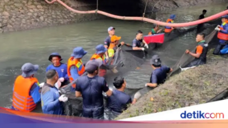 Petugas Jakbar Dapat Hadiah Uang dan Tiket Ancol Usai Tumpas Ikan Sapu-sapu