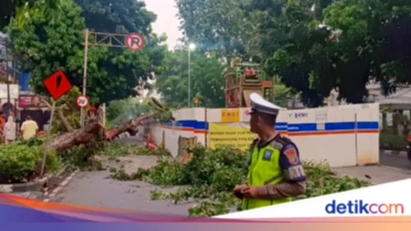 Pohon Tumbang di Jalan Wahid Hasyim, TransJakarta Alihkan Rute ke Tanah Abang