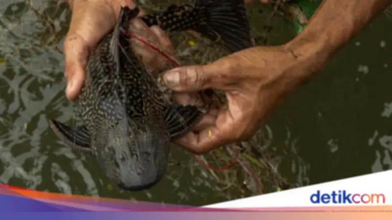 Pramono Anung Dukung Penangkapan Ikan Sapu-sapu, Sebut Ancaman bagi Ekosistem Sungai Jakarta