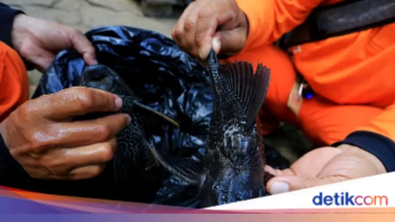 Rano Karno Ungkap Usulan Ikan Sapu-sapu Diolah Jadi Arang, Tiru Brasil