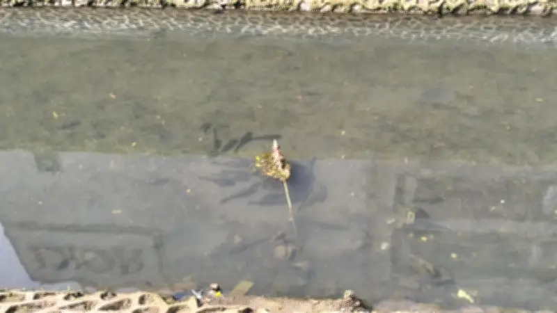 Sapu-Sapu vs Piranha: Dua Ikan Amazon yang Berbeda Ancaman bagi Ekosistem Jakarta