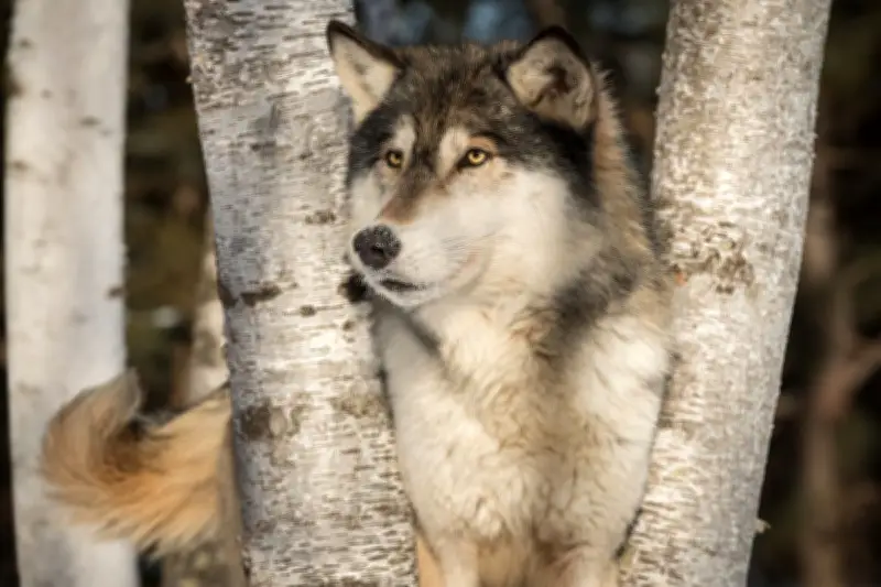 Serigala Muda Neukgu Kabur dari Kebun Binatang Daejeon, 300 Personel Dikerahkan